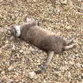 Boris - Stripey Cat - rolls around in the gravel, Planting a Tree, Town Moors, Eye, Suffolk - 10th July 2021