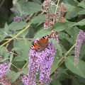 A peacock butterfly on buddleia, Meg-fest, and Sean Visits, Bressingham and Brome, Suffolk - 1st August 2021