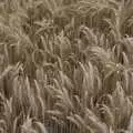 A field of barley, Meg-fest, and Sean Visits, Bressingham and Brome, Suffolk - 1st August 2021