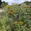 Sunflowers down at the Oaksmere, Meg-fest, and Sean Visits, Bressingham and Brome, Suffolk - 1st August 2021