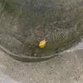 A stripey sea snail clings to a rock, Pints of Guinness and Streedagh Beach, Grange and Sligo, Ireland - 9th August 2021