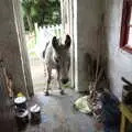 A donkey sticks its head in the door, A Trip to Noddy's, and Dublin City Centre, Wicklow and Dublin, Ireland - 16th August 2021