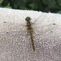 A dragonfly on a towel, Maui Waui Festival, Hill Farm, Gressenhall, Norfolk - 28th August 2021