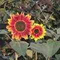 Funky sunflowers, A Few Hours at the Fair, Fair Green, Diss, Norfolk - 5th September 2021