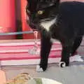 Molly Mog roams around on the table, A Few Hours at the Fair, Fair Green, Diss, Norfolk - 5th September 2021