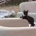 A kitten on the old armchair in the garden, A Few Hours at the Fair, Fair Green, Diss, Norfolk - 5th September 2021