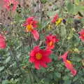 Nice orangey-red autumn flowers, Sunday Lunch at the Village Hall, Brome, Suffolk - 10th October 2021