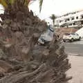 A water bottle stuck into a palm tree, Five Days in Lanzarote, Canary Islands, Spain - 24th October 2021