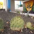 Prickly-pear cactus, Five Days in Lanzarote, Canary Islands, Spain - 24th October 2021