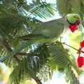 There's a parrot in our tree, Five Days in Lanzarote, Canary Islands, Spain - 24th October 2021