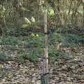 Our walnut tree is still going, A New Playground and Container Mountain, Eye, Suffolk - 7th November 2021