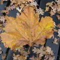 A giant leaf surrounded by oak leaves, A Return to Thornham Walks, Thornham, Suffolk - 19th December 2021