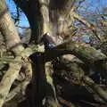 Fred's up a tree, A Visit to Blickling Hall, Aylsham, Norfolk - 9th January 2022