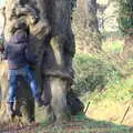 Fred peers into a hollow tree trunk, A Visit to Blickling Hall, Aylsham, Norfolk - 9th January 2022