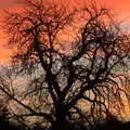 Burning sky through the bones of a tree, A Visit to Blickling Hall, Aylsham, Norfolk - 9th January 2022