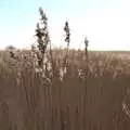 Grasses waves around in the breeze, A Trip to Orford Castle, Orford, Suffolk - 26th February 2022