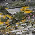 Pink flowers in the rocks, Greencastle, Doagh and Malin Head, County Donegal, Ireland - 19th April 2022