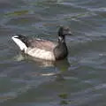 A duck on the pond, Blackrock North and South, Louth and County Dublin, Ireland - 23rd April 2022