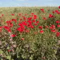 Nice poppies in a field near Wickham Skeith, A Bike Ride Miscellany, Brome to Cotton, Suffolk - 6th June 2022