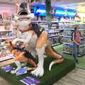 A novel twist on Tyrannosaurus 'Rex' in Jarrold's, A July Miscellany, Diss, Eye and Norwich - 23rd July 2022