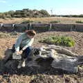 There's a large driftwood log on the shore, A Postcard from Felixstowe, Suffolk - 5th October 2022