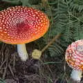 A pair of classic toadstools - Fly Agarics, Harry's Scout Hike, Walberswick and Dunwich, Suffolk - 9th October 2022