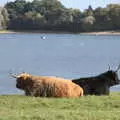 A pair of Highland cattle rest in the sun, A Few Hours at Alton Water, Stutton, Suffolk - 22nd October 2022