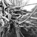 The amazing tree stump by the River Stour, A Postcard from Flatford and Dedham, Suffolk and Essex, 9th November 2022