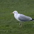 A herring gull does a dance for worms, The Dead Zoo, Dublin, Ireland - 17th February 2023