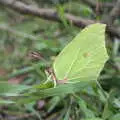 Fred spots a Brimstone butterfly, Guys, Dolls, and a Snow Day, Brome, Suffolk - 11th March 2023