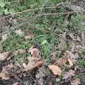 The Brimstone looks just like a leaf, Guys, Dolls, and a Snow Day, Brome, Suffolk - 11th March 2023