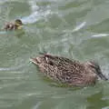 A fluffy duckling pootles after its mother, The Lost Pubs of Diss, Norfolk - 26th April 2023