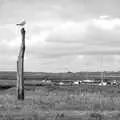 A seagull perches on an old wooden post, Camping on the Edge at Snettisham Beach, Norfolk - 28th August 2023