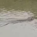 There's a seal in the River Alde, Fred and the SYWO at Snape Maltings, Snape, Suffolk - 3rd September 2023