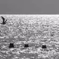 A seagull takes off from a groyne, The Waverley Paddle Steamer at Southwold Pier, Suffolk - 27th September 2023