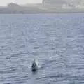 Another dolphin heads towards the boat, A Trip to Lindos and More Cats of Rhodes, Ρόδος και Λίνδος, Greece - 28th October 2023