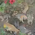 We find a whole pile of kittens in a flowerbed, A Trip to Lindos and More Cats of Rhodes, Ρόδος και Λίνδος, Greece - 28th October 2023