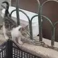 A small cat roams around, A Trip to Lindos and More Cats of Rhodes, Ρόδος και Λίνδος, Greece - 28th October 2023