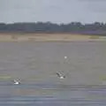 Some geese take flight over the estuary, A Postcard from Manningtree, Essex - 9th January 2024