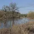 A view of the bulrushes and the lake, The Preservation of Ickworth House, Horringer, Suffolk - 18th January 2024