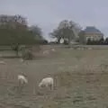 Shorn sheep and the Ickworth Rotunda, The Preservation of Ickworth House, Horringer, Suffolk - 18th January 2024