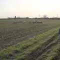 Isobel looks at the sheep in the back field, A February Miscellany, Diss and Woodbridge, Suffolk - 3rd February 2024