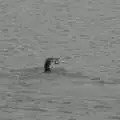 A cormorant has got a fish, A Long Walk Around the Airfield, Eye, Suffolk - 11th February 2024