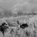 A dead tree trunk in the long grass, A Long Walk Around the Airfield, Eye, Suffolk - 11th February 2024