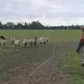 Isobel chats to some sheep, A Long Walk Around the Airfield, Eye, Suffolk - 11th February 2024