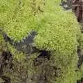 Bright green moss on a tree stump, Palgrave Player's Wrap Party and a March Miscellany, Suffolk - 6th March 2024