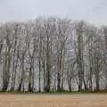 A stand of tall trees near Herepath, A Postcard from Marlborough and a Walk on the Herepath, Avebury, Wiltshire - 8th April 2024