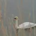 A swan drifts by on the River Alde, The Suffolk Youth Wind Orchestra at Snape Maltings, Suffolk - 10th April 2024