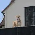 There's a dog on the roof at the Crossways, A Walk to the Crossways Inn, Scole, Norfolk - 21st April 2024