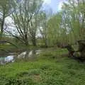 The river near Scole Bridge, A Walk to the Crossways Inn, Scole, Norfolk - 21st April 2024